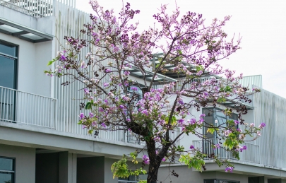 BẰNG LĂNG TÍM NÉP MÌNH BÊN KHUNG CỬA